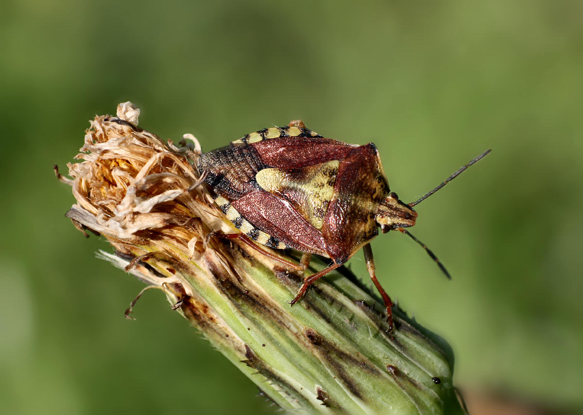 Pentatomidae: Carpocoris purpureipennis della Lombardia